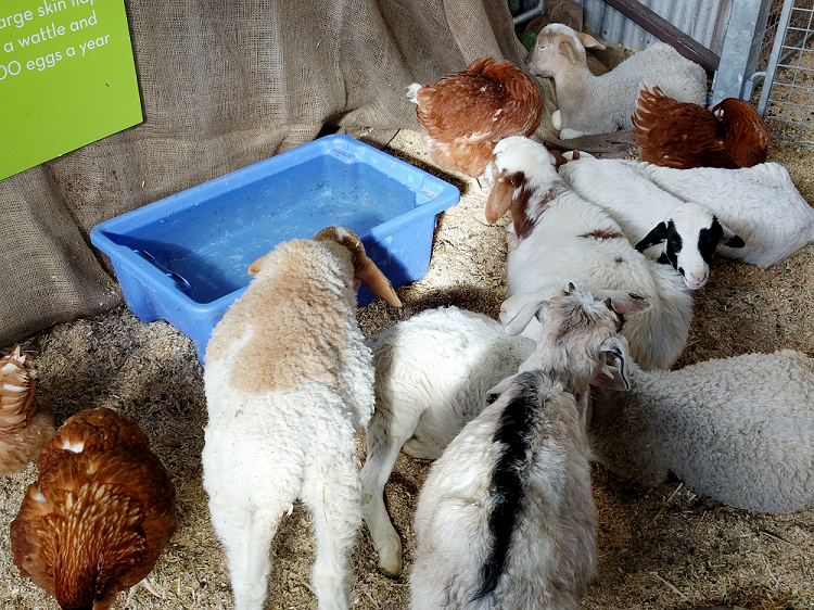 Royal Melbourne Show 2017