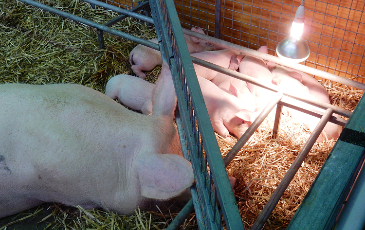 Sydney Royal Easter Show