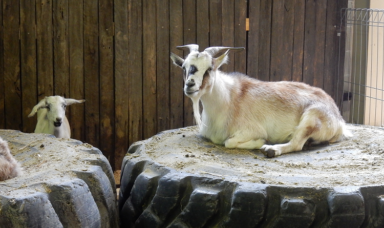 Sydney Royal Easter Show