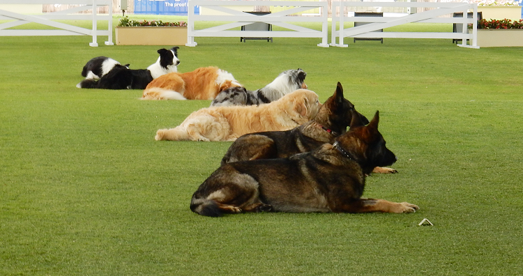 Sydney Royal Easter Show