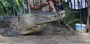 Shoalhaven Zoo ⋆ Natatree