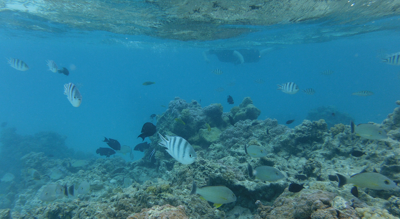 Aitutaki - The Vaka Cruise - Part One ⋆ Natatree